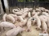 公猪, Pigs — 照片 2