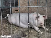 母猪, Крупная белая — 照片 1