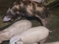 Pigs (batch, sex not specified), Pigs — photo 3