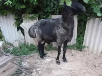 Sheep (batch, sex not specified), Sheep — photo 6