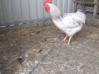 Chickens — 2-сурет