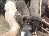 Juhok (tétel, nem megadva), Edilbay sheep — 2. fotó