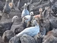 Guinea fowl — 7. fotó