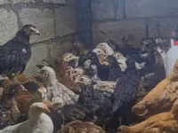 Chickens — zdjęcie 2