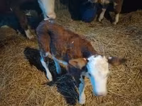 सांड, Simmental cattle — फ़ोटो 6