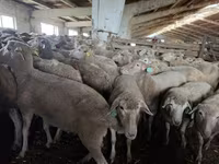 Ovelha, Kuibyshev sheep — foto 1