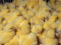 Chickens — foto 6