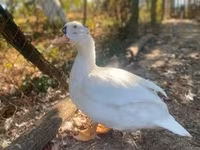 Ducks — foto 1