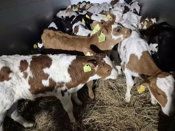 Býk, Simmental cattle