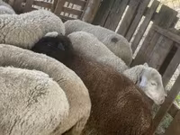 Sheep, Blackheaded Persian sheep — photo 1