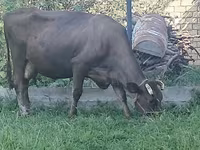 Tehén, Swiss cattle — 1. fotó