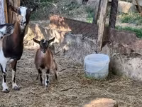 Cabra, Cabras — foto 2