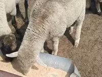 Kos, Merino sheep — 4. fotó