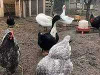Danish hen — photo 1