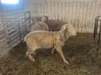 Kos, Merino sheep — 1. fotó