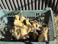 Ducks — foto 1