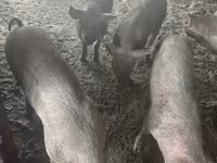 Verro, Cerdos — foto 2
