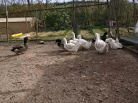 Německý pekin — foto 7