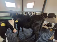 Vaca, Russian Black pied cattle — foto 2