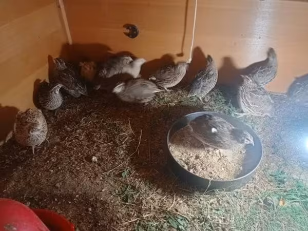 Quails