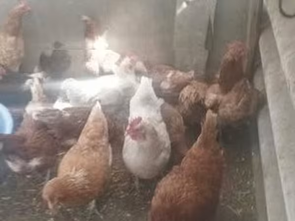 Chickens
