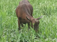 Nőstény kecske, Irish goat — 5. fotó