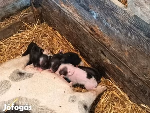 Pigs (batch, sex not specified),  — Hungary