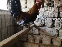 Chickens — الصورة 2