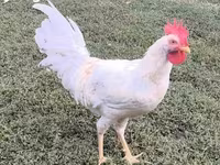 Leghorn — foto 4