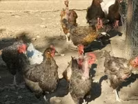 Chickens — foto 1