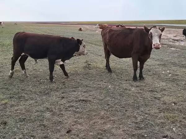 Vache, Simmental cattle