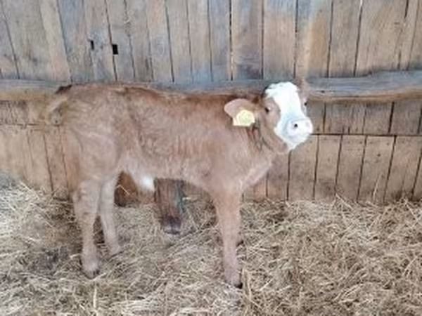 Bull, Limousin cow — Hungary