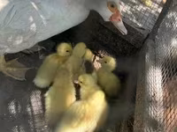 Ducks — foto 2