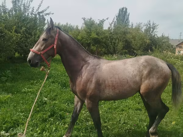 Koń, French Trotter