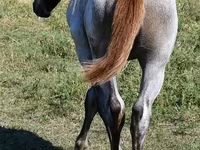 Kanca, Quarter Horse — 3. fotó