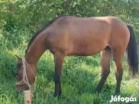 Mare, Horses — photo 1
