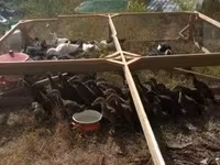 Alman Pekin — foto 3