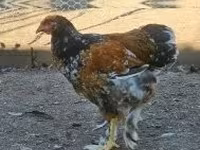 Brahma — 1. fotó