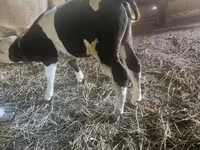 Taureau, Simmental cattle — photo 3
