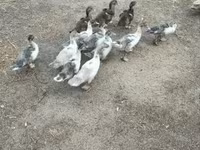 Ducks — zdjęcie 2