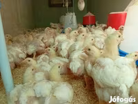 Chickens — الصورة 2