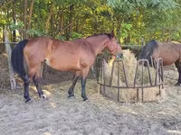 母马, Horses — 照片 5