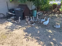 Geese — 2. fotó