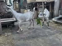Kozel, Nubian Goat — foto 3