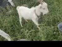 母山羊, Goats — 照片 1