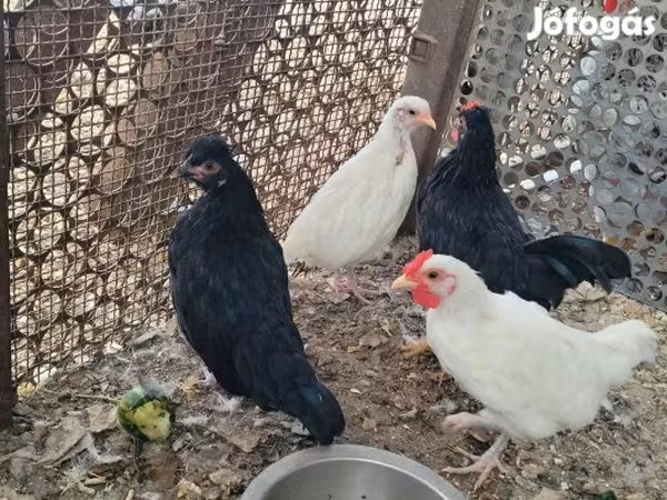 Chickens — 匈牙利