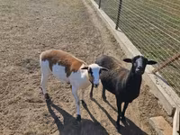 Schaf, Cameroon sheep — Foto 1
