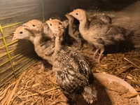 Turkeys — photo 4