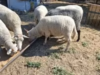 Carnero, Merino sheep — foto 2