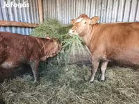 Tehén, Limousin tehén — 1. fotó